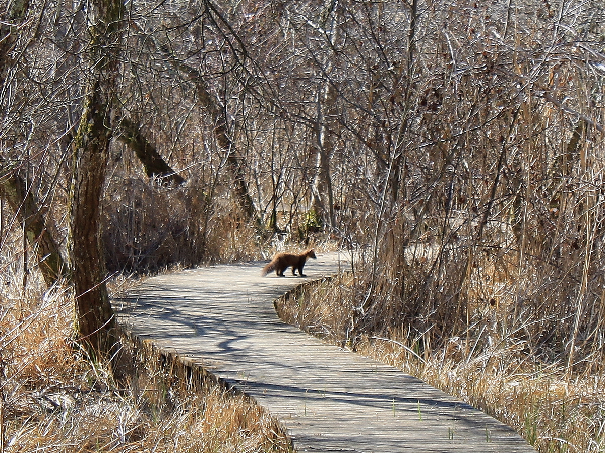 Marais de Bonnefont Indice de biodiversité potentielle
