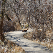 Marais de Bonnefont Indice de biodiversité potentielle