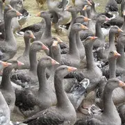 Marché au gras & aux truffes