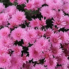 Marché aux chrysanthèmes