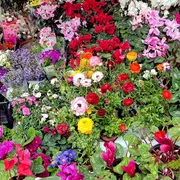 Marché aux fleurs
