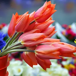 Marché aux fleurs Estrangin