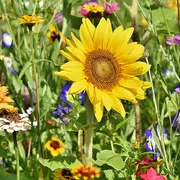 Marché aux fleurs et vide grenier géant
