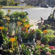 Marché aux fleurs Grand Pavois