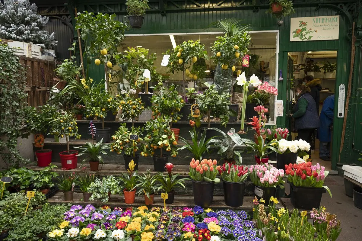 Le marché aux fleur de l'île de la Cité à Paris