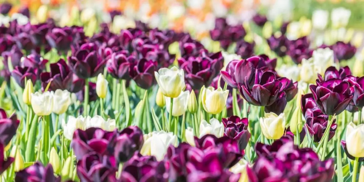 March&eacute; aux Plantes du Zoo de Mulhouse 