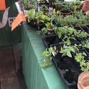 Marché aux plantes local et festif de la Brasserie des Regards