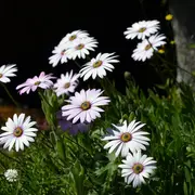 Marché aux plants - fleurs