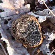 Marché aux truffes de Cuzance