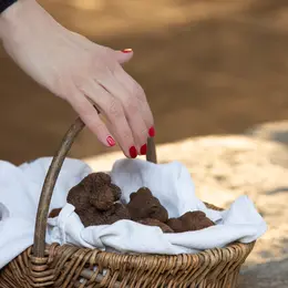 Marché aux truffes de Martel