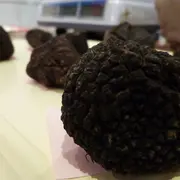 Marché aux truffes fraîches et contrôlées
