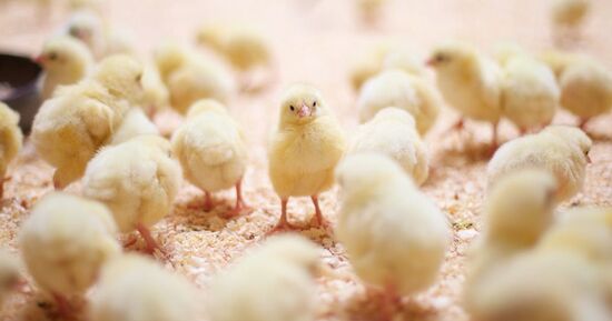 March&eacute; aux &OElig;ufs et aux Poussins 