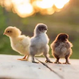 Marché aux Œufs et aux Poussins de Soultzmatt 2027