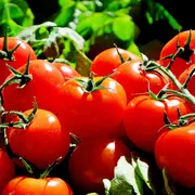 Marché de l'été de l'AMAPP