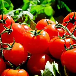 Marché de l'été de l'AMAPP