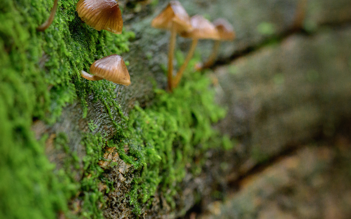 Marché de la champignonnière du souterrain du Parc Floral
