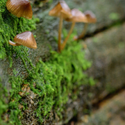 Marché de la champignonnière du souterrain du Parc Floral