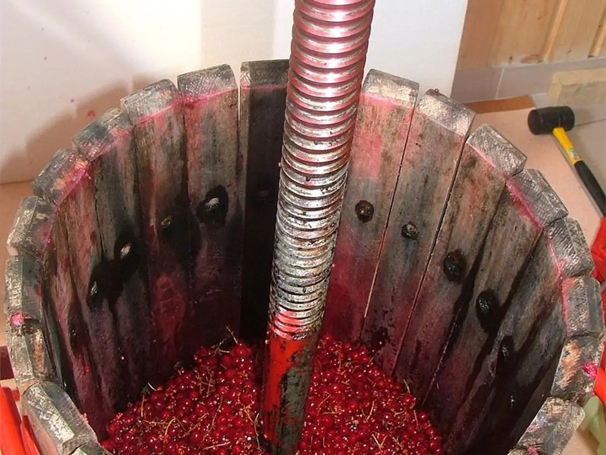 Marché de la groseille