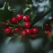 Marché De Noël Du Quartier Gare