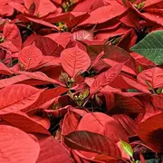 Marché de Noël | Saussignac
