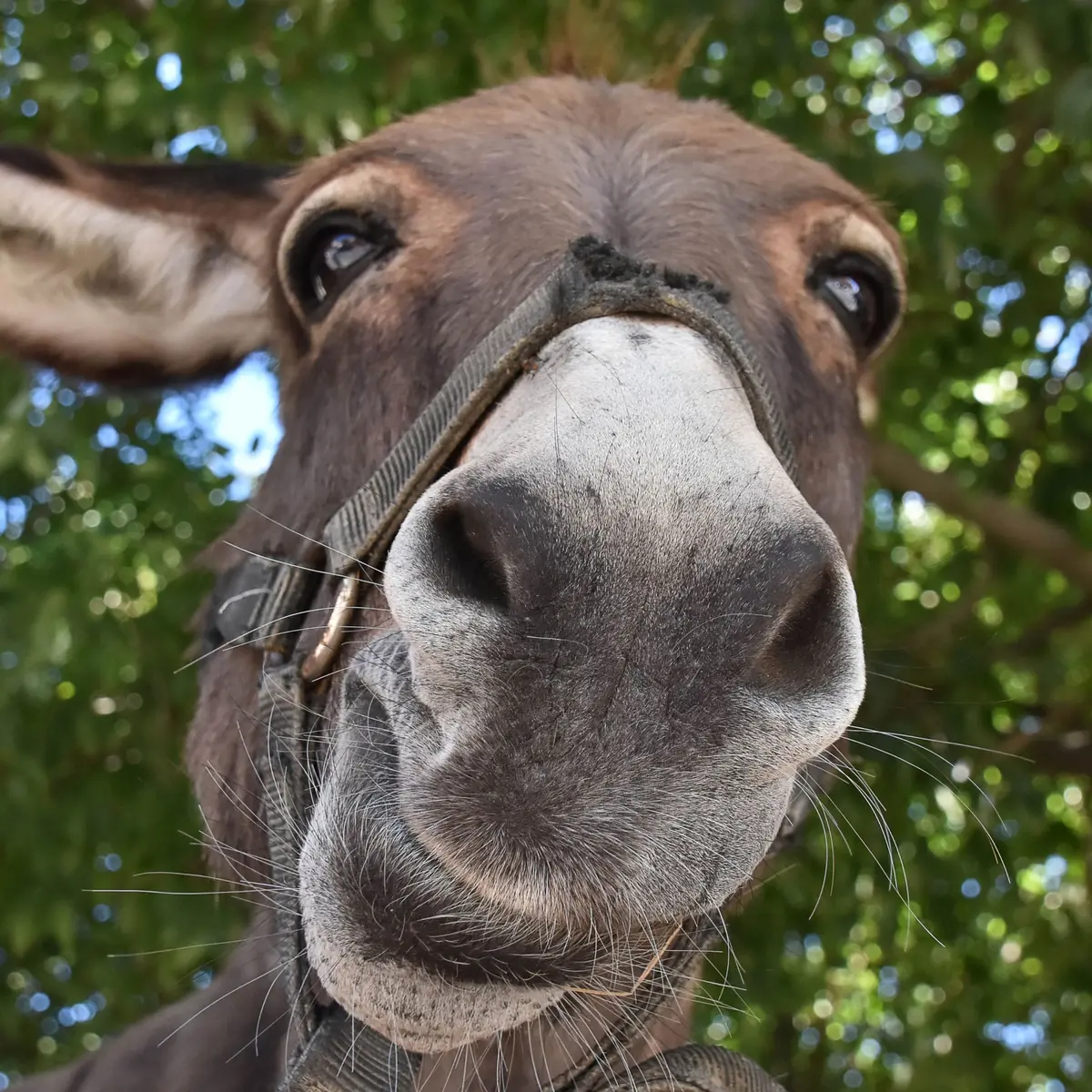 Marché de Pâques à Guebwiller