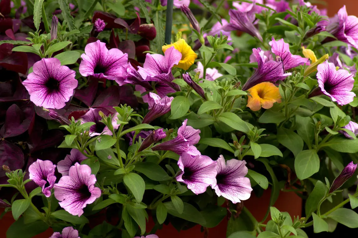 Marché de plants de fleurs et de légumes