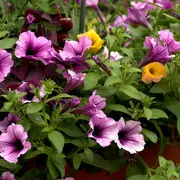 Marché de plants de fleurs et de légumes
