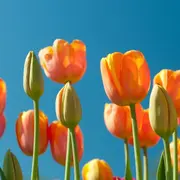 Marché de printemps à Obernai