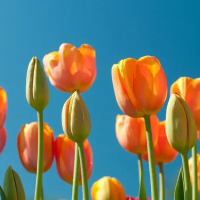 Marché de printemps à Obernai