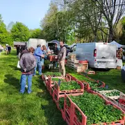 Marché de printemps aux Hayes