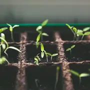 Marché De Printemps- Troc De Graines Et Plants
