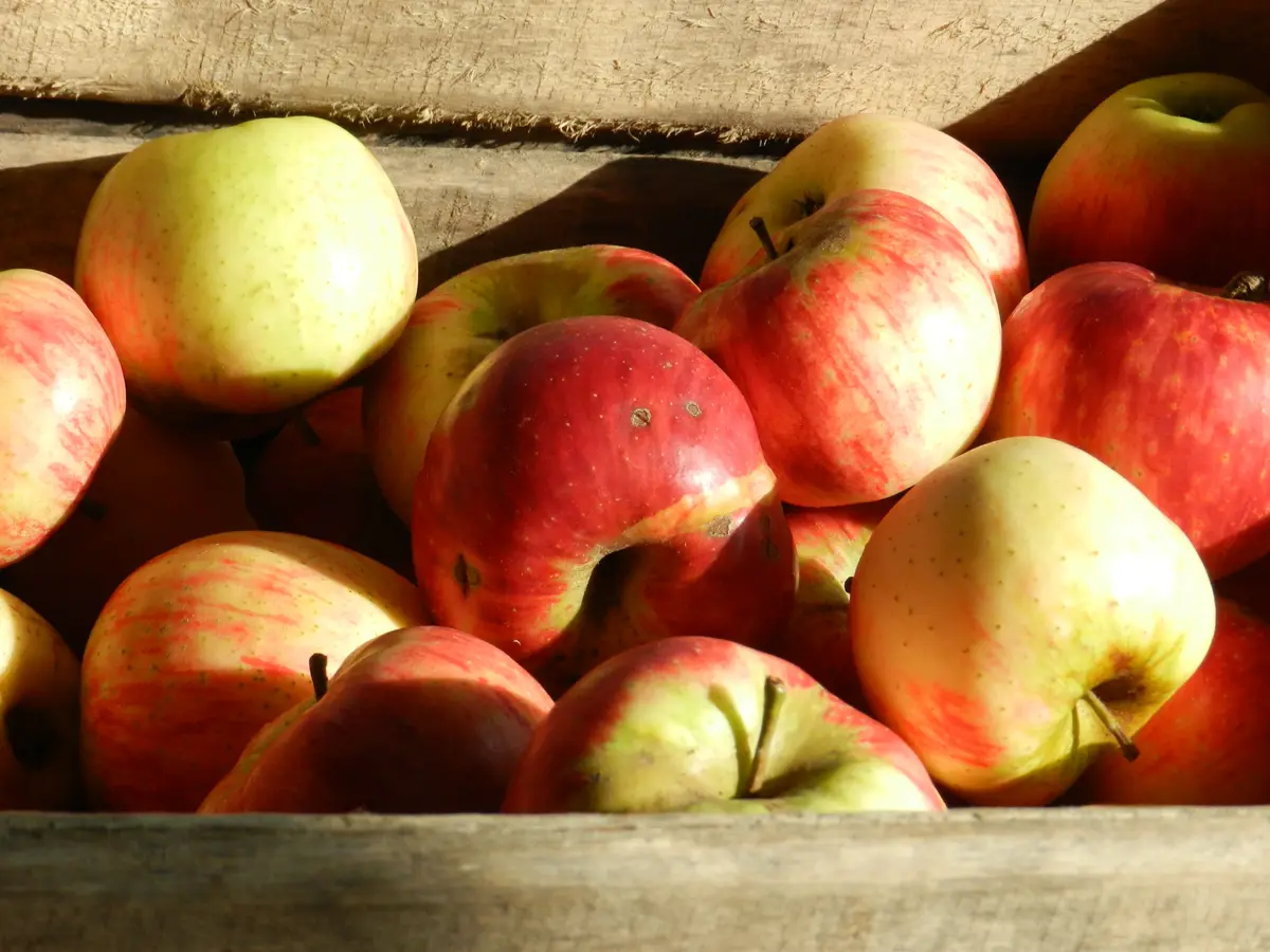 Marché de producteurs à Lancé