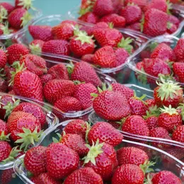 Marché de Producteurs - Savigny-Lévescault