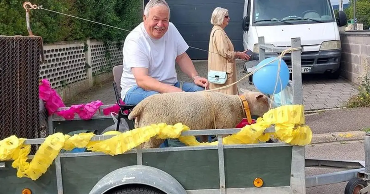 Marche du mouton