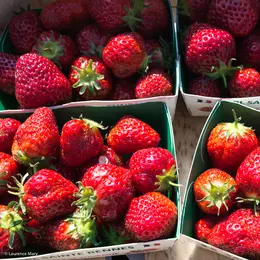 Marché hebdomadaire de la Ville-aux-Clercs