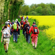 Marche organisée avec visite du haras de la Pommeraye - Auquainville