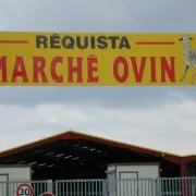 Marché Ovin à Réquista