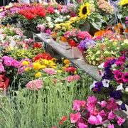 Marché printanier