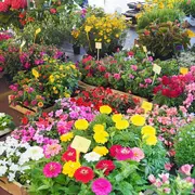 Marché traditionnel