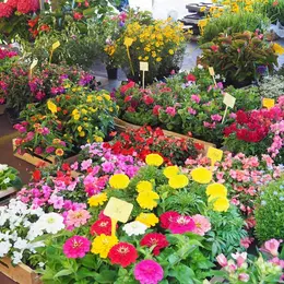 Marché traditionnel