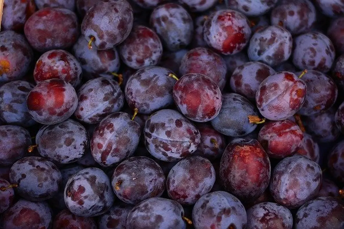 Marché Traditionnel De Bouzigues