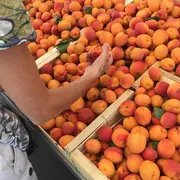 Marché Traditionnel Portiragnes Plage Mercredi Place Du Bicentenaire