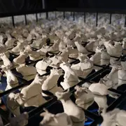 Marguerite - les petites vaches de Belin