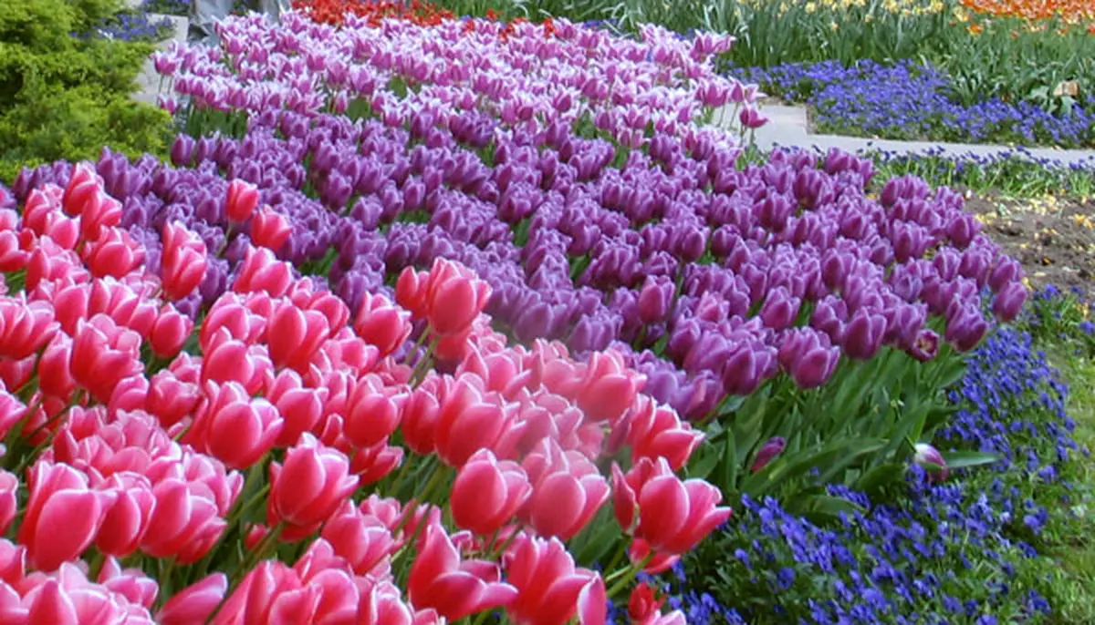 Fleurs : Les essences du printemps