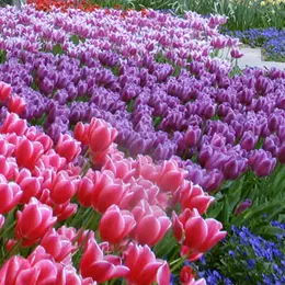 Fleurs : Les essences du printemps