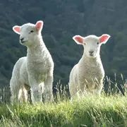 Mars : le mois de l’agneau