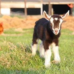 Matinée à la ferme Les P'tites Mains pour Demain