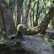 Matinée chant-nature