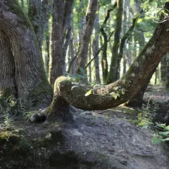 Matinée chant-nature