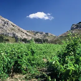 Matinée vendanges au Mas de la Dame